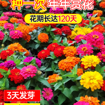 百日草种子