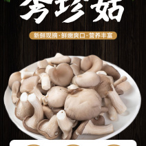 河北精品食用菌秀珍菇/量大从优/可视频看货/欢迎下单