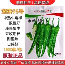湘研95号辣椒种子春秋播中熟皱皮长牛角椒皮薄微辣质细腻