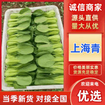 《精品上海青》精品油菜/曹县直发/全年有货自家基地