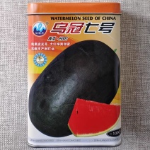 浪潮乌冠七号西瓜种子中熟油亮黑皮大果西瓜种籽抗病高产甜蜜