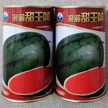浪潮甜王06西瓜种子暗花皮特大高糖甜王奶香西瓜种籽香甜