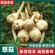 云南大《慈菇》茨菇，整车代收代发(全国电商一件代发)