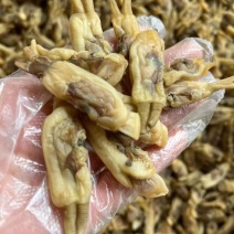 福建东山岛海蛏干无沙淡干蛏子肉干货海鲜干货批发