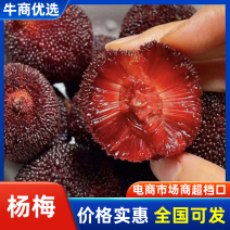 杨梅🍒浙江产地品质保障自家种植欢迎采购对接全国客商