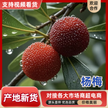 【精选】仙居杨梅🍒产地直发量大从优可视频看货对接全国
