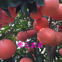 红宝石葡萄柚苗西柚树苗红西柚苗现挖发货