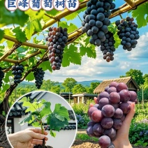 河北葡萄苗精品巨峰葡萄苗苗场直发技术指导可视频