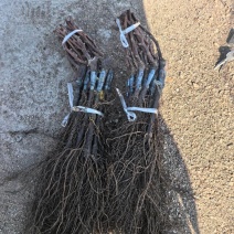 克伦生葡萄苗苗场直发提供技术指导可视频看苗