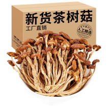 新鲜茶树菇干货净重煲汤食材不开伞茶树菇酒店餐厅适用