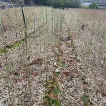 无患子杯苗根系发达品质稳定全程省心可对接全国客商