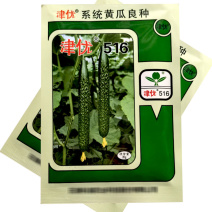 津优516露地黄瓜种子20g春秋季越夏露地密刺短把青黄瓜