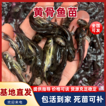 重庆黄骨鱼苗基地一手货源专业技术指导欢迎联系