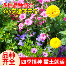 野花组合种子