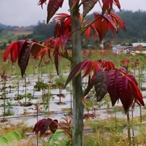 香椿苗红油香椿树苗红油6号香椿苗现挖苗发货