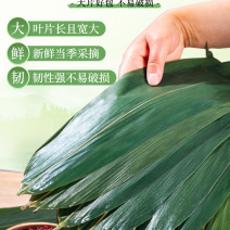 真空粽叶新鲜保存粽叶粽子酒店餐饮免泡