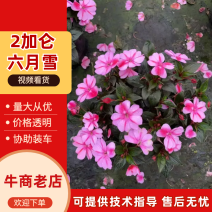 六月雪盆景规格齐全，花型美观适应性强一条龙服务