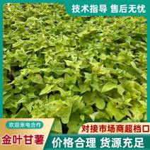 金叶甘薯，观叶植物盆花产地直发量大从优可对接全国客商