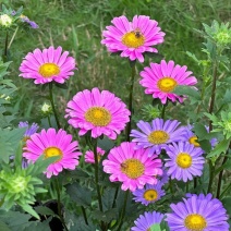 四季种植翠菊种子重瓣矮杆阳台庭院花草花卉菊