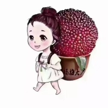 乌紫杨梅苏州东山原产品货源厂家批发优质供应选购