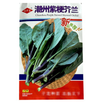 潮州紫梗芥兰种子早熟红脚菜苔菜心耐寒春秋四季种植