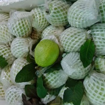 红心芭乐、白心芭乐