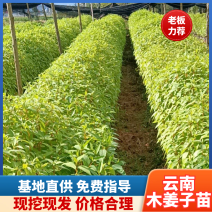 木姜子苗毛叶木姜子，又名山胡椒，30公分以上高，