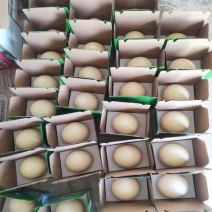 河北鸵鸟蛋一手货源泡沫箱纸箱礼品盒都有按需打包分拣