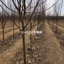 苹果苗国光富士黄金维纳斯鲁丽金帅2号美国8号