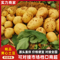 精品黄心土豆。沃土五号，实验一。基地一手货源品质保证