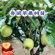 河南苹果苗乔化鲁丽苹果芽苗/量大从优/诚信经营/产地直发