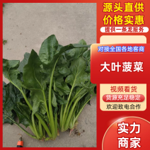 【热卖】大叶菠菜直供加工厂产地一手货源按需包装