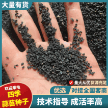 四季蒜苗种子亩产高够直够绿量大质优包成活保技术