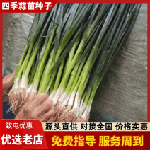 白蒜苗种子基地直销量大质优价格优惠一手货源欢迎采购