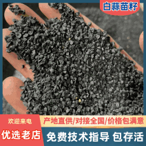 白根蒜苗种子基地直销价格优惠一手货源包技术指导