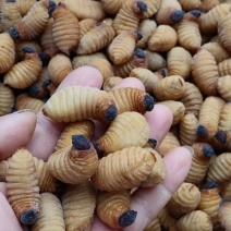 鲜活竹笋虫广东养殖基地直供质量保证货源充足欢迎订购