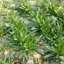 野菜种子～新收面条菜种子芽率保证人们都爱吃的野菜种子品种