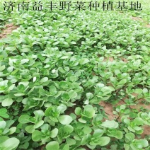 野菜种子批发马齿苋种子价格植株高大直立