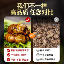 新鲜知了猴山东鲜活大个金蝉爬叉超大速冻产地直发