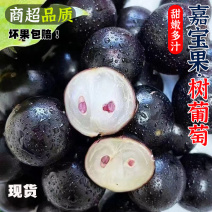 千亩嘉宝果树葡萄基地常年供应社区电商商超档口