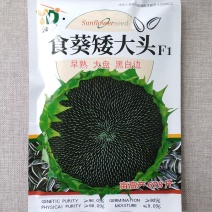 食葵矮大头向日葵种子早熟高产杂交大盘长粒食用向日葵种籽