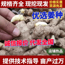 【已催芽/即买即种】生姜种子批发/品种齐全/包技术发全国
