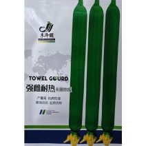 强雌耐热丝瓜种子荷兰引进高产抗病早熟特长丝瓜种籽春秋大棚