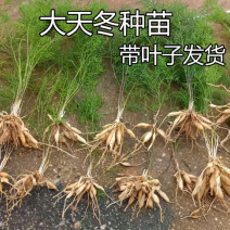 大天冬苗