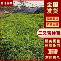 广西优质三叉苦种苗，成活高包技术苗场直发全国发货