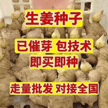 姜种批发/生姜种子【大二黄姜种/山农一号】已催芽即买即种
