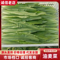 河北油麦菜精品油麦菜全国发货货量充足配花车