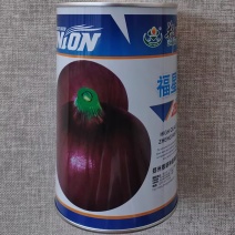 福星洋葱种子紫红鲜亮肉质脆嫩高产优质大果洋葱种籽辣味浓