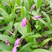 浙江紫花驯化白及苗紫花宽叶苗基地直发量大从优