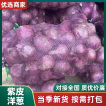 山东洋葱【紫皮洋葱】规格齐全/量大从优/欢迎来电洽谈选购